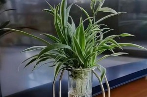 《吊兰盆景养殖技巧大全》（打造绿意盎然的居家小天地，走进吊兰的世界）