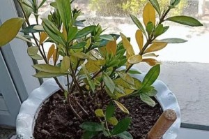 栀子花的浇水技巧（以栀子花开，如何合理浇水）