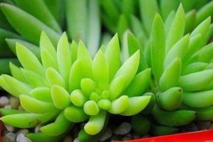 探秘多肉千佛手叶子的妙用（揭秘千佛手叶子的种植技巧与养护方法）