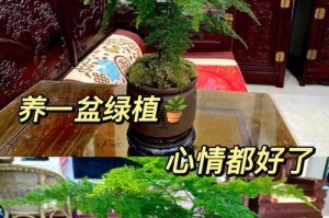 解决文竹发臭味的方法（清洁养护，让文竹恢复清新）