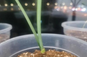 彼岸花的养殖全指南（如何正确养护彼岸花以获得美丽的绽放）