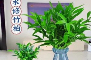 水培植物的魅力与养护之道（一窥水培植物艺术的无限可能）