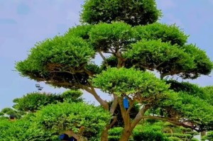 黄杨树风水之家居福祉（家里栽黄杨风水好不好？探究黄杨树在家居风水中的作用）