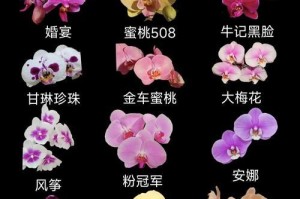 秋天为何是蝴蝶兰开花的季节？（揭秘蝴蝶兰的奇妙开花机制）