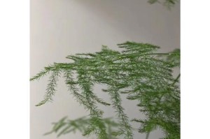 解决仙客来夏天叶子发黄的问题（探索仙客来叶子发黄原因及应对方法）
