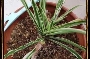 如何挽救叶子烂掉的吊兰根？（教你怎样抢救生机不振的吊兰根，提升植物的存活率！）