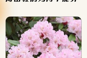 高山杜鹃养殖的全面指南（掌握高山杜鹃养殖的关键技巧，打造美丽庭园）