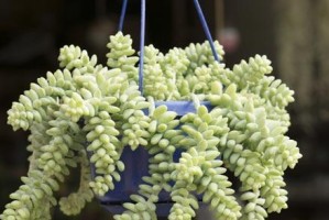 粉红色的新玉缀（用关怀与照顾，打造一片粉红世界）
