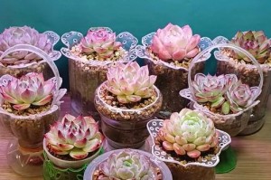 以空啤酒瓶打造创意花盆瓶（用废弃啤酒瓶为环保花盆瓶增添一抹独特魅力）