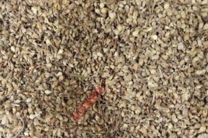 白丁香花茶的制作方法与功效（白丁香花茶，解暑降火的好帮手）
