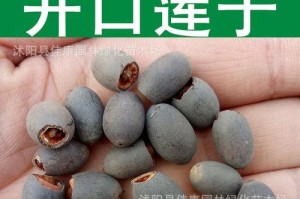 以荷花种子怎样简单打开？（探索荷花种子的奥秘与研究成果）