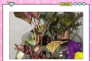 水培红薯的养护技巧（打造丰收的水培红薯，从选种到收获全过程）