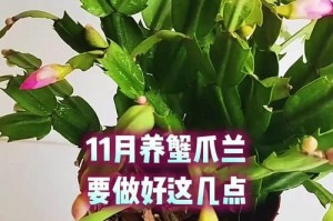 夏天的壁爪兰养护全指南（关于壁爪兰的养护技巧和注意事项）