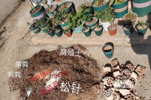 松针腐殖土——多肉植物的理想种植介质（多肉植物必备，松针腐殖土的制作和使用技巧）