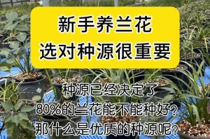 室内兰花养护秘籍（打造温馨家居的兰花养护之道）