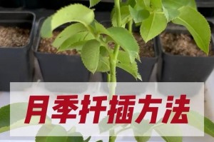 红豆杉扦插时间和方法详解（成功繁殖红豆杉的关键，只需按照这些步骤来做！）