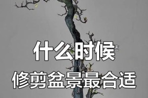 盆栽修剪的技巧与方法（打造优美盆栽景观，从修剪开始）