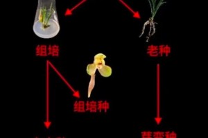 兰花分株养殖的技巧与方法（掌握分株养殖的关键步骤，打造繁花似锦的兰花园）