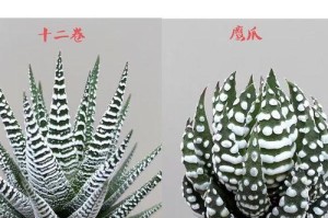 全面了解以十二卷怎么养（掌握养护要点，打造健康秀发）