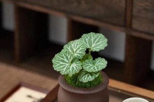探秘虎耳草（了解虎耳草的形态、生态和药用价值）