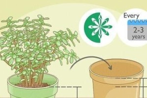 绿玉树的繁殖方法及技巧（掌握关键技巧，让绿玉树生根发芽）