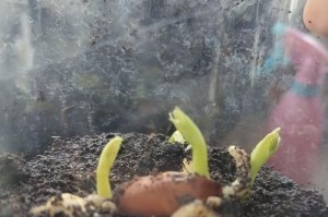 蚕豆生长的环境与地方条件（探索蚕豆生长所需要的适宜环境和适宜地点）