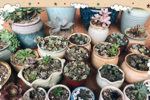 多肉植物移植指南（以长大的多肉怎么移植）