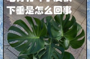 龟背竹叶子发黑的原因及处理方法（保护龟背竹叶子的重要性及正确的护理方法）