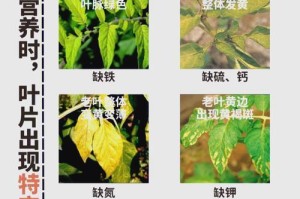 冬天菊花叶子黄的原因及处理方法（菊花叶子为何会在冬天变黄，如何保护和恢复叶色）