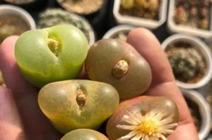 毛汉尼徒长了怎么办？（科学指导下，助力毛汉尼徒健康成长）