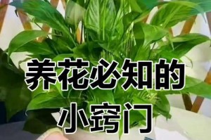 以君子兰浇啤酒（探索君子兰与啤酒的奇妙关系）