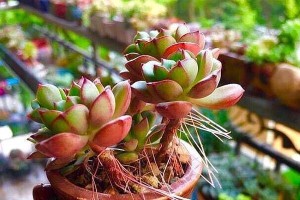 多肉植物突然长了小的怎么办？（应对多肉植物异常生长的有效方法）