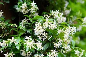 冬季移栽风车茉莉的注意事项（几月份移栽最合适？风车茉莉冬季移栽技巧详解）