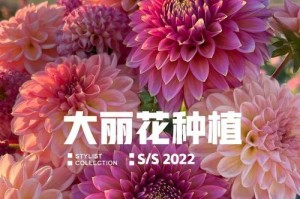 大丽花施肥技巧大揭秘（掌握适当的施肥方法，让你的大丽花更加茂盛）