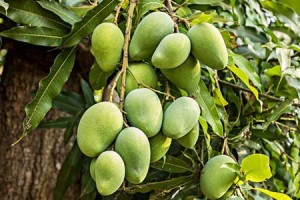 用什么肥料最适合C树生长？（探索C树施肥最佳实践，助力健康生长）