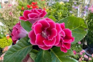 如何科学养护6月份的大岩桐（掌握关键养护技巧，让大岩桐充满生机）
