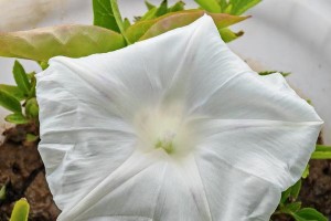 探秘和牵牛花很像的草（相似度高达90%，这种草是什么？）