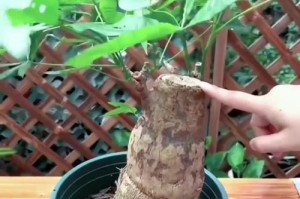 发财树根坏了，怎么挽救？（细心呵护，让发财树重新焕发生机）