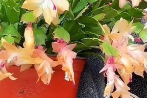 如何正确修剪蟹爪莲花（保持蟹爪莲花健康的关键技巧）