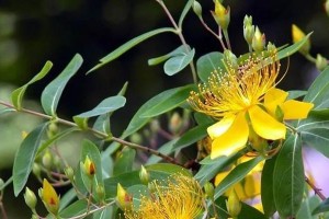 金丝桃花开时间及养护方法（春季开花，正确养护保鲜——金丝桃的奥妙）