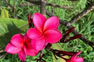 鸡蛋清适合浇什么花？（探究鸡蛋清的营养成分及对不同花卉的适用性）