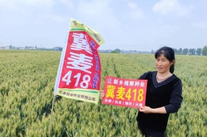山东小麦品种排名超级小麦新品种的介绍（探索山东小麦新品种的适应性和高产性）