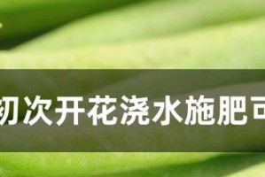 如何正确浇水豆角（掌握这些技巧，让豆角更加茁壮成长）