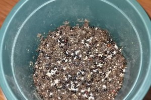 紫满天星的种植技巧与注意事项（打造绚丽紫色花海，品味紫满天星的独特魅力）