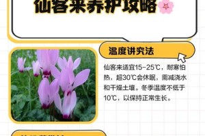 以仙客来花开败了怎么办？（解决方案和应对策略）