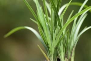 多菌灵是否适合浇兰花？（探究多菌灵浇兰花的利与弊）