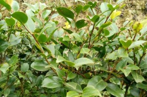 茶花与茶梅的叶子区别大揭秘（茶花与茶梅叶形、叶色、叶纹的区别及其关键特征）