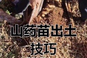 探究不同种子的生长方式（从土壤到春天，见证奇迹的发生）