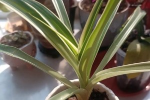 如何应对吊兰烂根问题（教你一招，让吊兰重获新生）