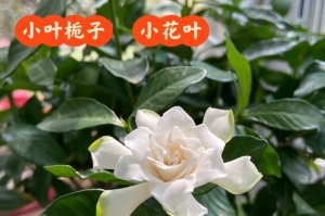 北方冬季栀子花的养殖方法（打造花海邂逅冬季栀子花的魅力）